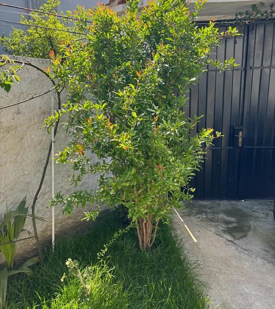 Garden One Bedroom Apartment Tirana
