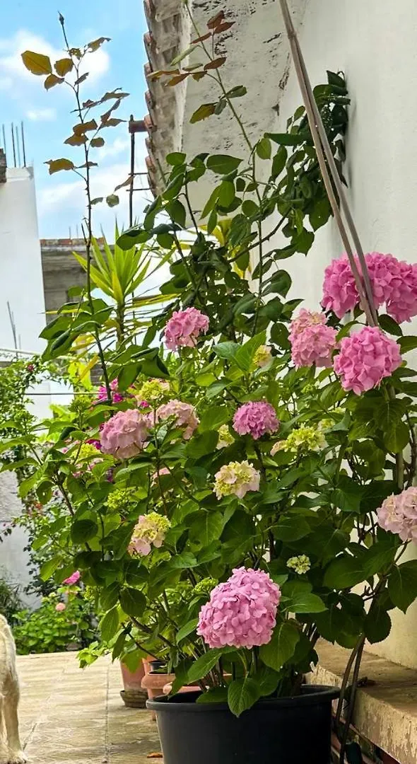 Garden One Bedroom Apartment Tirana